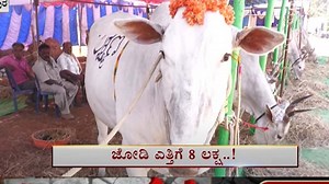 Chikkaballapura: ನಂದಿಗ್ರಾಮ ರಾಸುಗಳ ಜಾತ್ರೆಯಲ್ಲಿ ಮಾರಾಟವಾಗಲಿರುವ ಜೋಡಿ ಹೋರಿಗಳ ಬೆಲೆ ಕೇಳಿದರೆ ನೀವು ದಂಗಾಗುತ್ತೀರಿ!