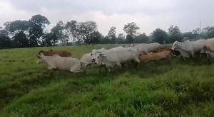 3.1K views · 54 reactions | Disponibles para la venta. 39 vacas de las cuales hay 37 paridas y dos vacas Horras. Ubicadas en Cimitarrra Santander. Información WhatsApp. Precio $6700 x kilo. wa.me/573208487321 . . . . . #rehagronegocios #ganaderia #ganado #vacas #vaca #ganadodecarne | Rehagronegocios Agromarketing | Facebook