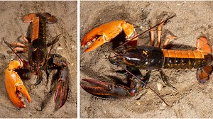 'A 1-in-50 million catch': UNE's Marine Science Center now home to rare split-colored lobster