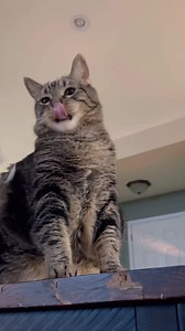 Penny VS the wedding favor | Aymie Herman And Family