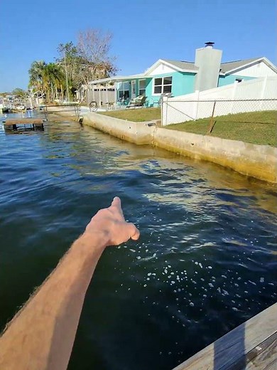 A dolphin chasing and eating mullet in the Gulf of America. Thanks for watching