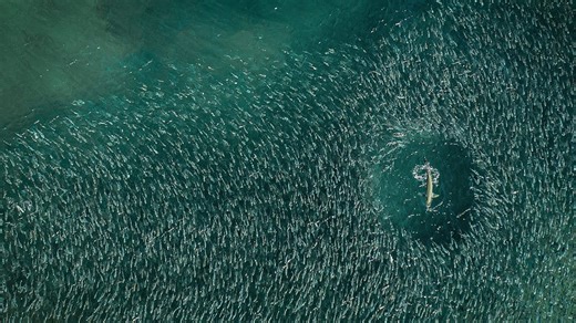 Epic Jetty Fishing During the Mullet Migration