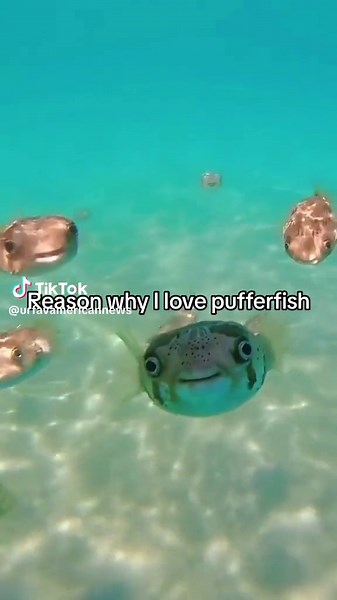 Exploding Puffer Fish: A Cute and Surprising Video