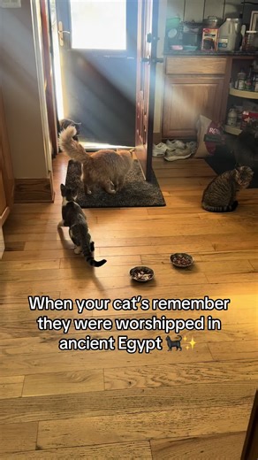 House full of pharaohs 👑🐈🐈‍⬛ #cat #EgyptianCat #PetDance #ViralCats #WalkLikeAnEgyptian