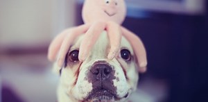 Life boils down to five ‘rules’ … or so says the Madingley Model