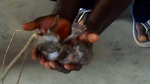 Baby monkey in Kétou, Ewè-Adakplame forest saved from poaching