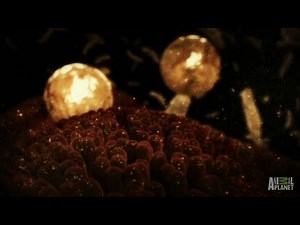 Parasite Attack During Pregnancy | Monsters Inside Me