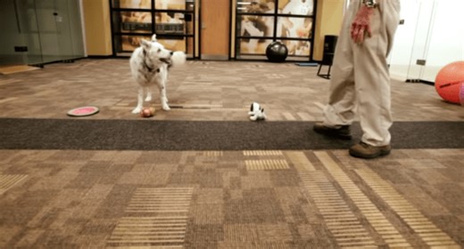 RIP World Famous Border Collie, Chaser, the Dog Who Knows 1,000 Words