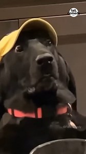 Funniest Dogs videos for the past 10 years TRY NOT TO LAUGH -PART_02 If you laugh, you follow. Deal #viral #funnyy #cutedog #cuteanimal #funnycomedy #funnydogs #doglovers #dogsofinstagram #dog #dogs #doglife #dogoftheday #doglover #dogstagram #puppy #instadog #puppylove #pets #pet #puppiesofinstagram #dogsofinsta #love #cute #doglove #puppies #dogphotography #petsofinstagram #petlovers #doggo #dogslife #ilovemydog #petstagram #cutedogs #instagram #puppylife #dogmom | Dog Lovers