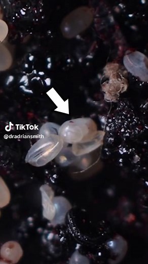 Flea Life Cycle: From Egg to Adult Explained