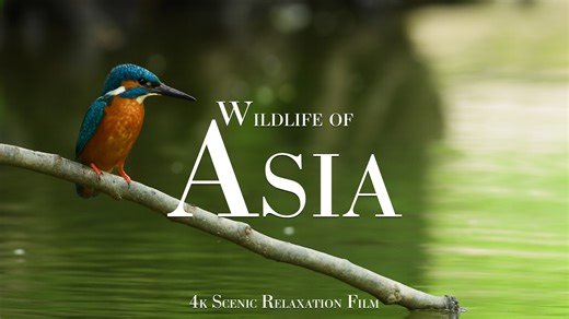 Exploring Birds and Big Cats of Asia – Captured in 4K
