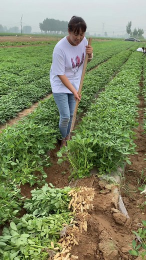 940K views · 3.5K reactions | #farming #peanuts #cereal | B31 | Facebook