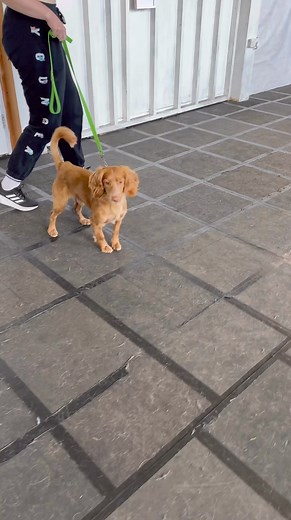 1.8K views | Dog Reactive Cocker Spaniel Fixed. #cockerspaniel #cockerspanielpuppy #dogs #dog #reactivedog #aggressivedog #dogtraining #DogTrainer #balanceddogtraining | Big Dog Fellas | Facebook