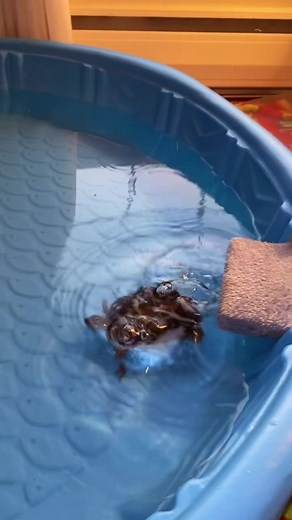 So a lot of people were upset they didn’t get to see Sergio jump in the pool..😆💚🐢...#sergioturtle