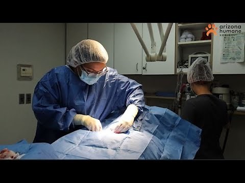 Arizona Humane Society: Live Spay and Neuter Surgeries *VIEWER DISCRETION ADVISED*