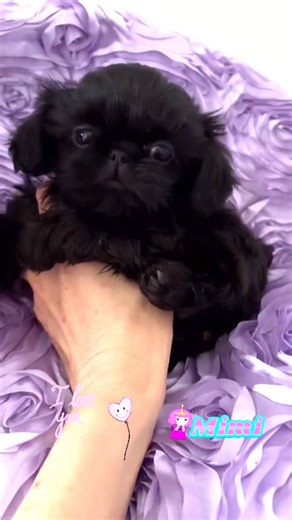 Magnificent Mimi ~ Melting Hearts 🖤💜 AKA Gia. This Black Beauty is going to live with w/her cousins & the most amazing 3~peat customer who we love so much!! 😘😘 #blackbeauty #obsessed #babydoll #dreamgirl #doll #puppy #puppylove #pupper #pup #puppiesofinstagram #shihtzu #shihtzulover #shihtzulove #shihtzus #shihtzulovers #shihtzusofinstagram #shihtzugram #shihtzuworld #shihtzumania #shihtzustation🎶📀 🐾😎🐾 | Shih Tzu Station