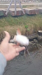 They have a few redfish in point-aux-chenes Louisiana. #fishing #fishingtrip #fisherman #saltwaterfishing | Lance Billiot