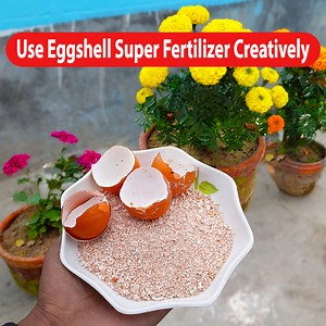 30K views · 433 reactions | How To Make Fast Compost At Home - Make Compost Fast | Eggshell compost is best for Plant Propagation | Rana Craft | Facebook