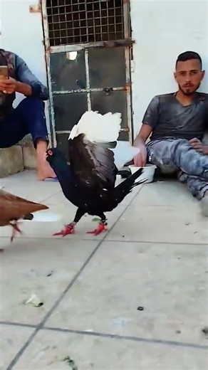 اجمل حمام بلاد الشام فيديو رقم.463 قعدة عالسطح مع الحمام