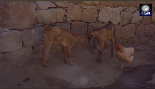 Exploring Eritrean Comedy and Drama Films