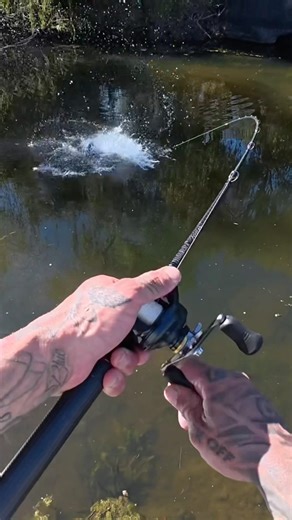 “Fishing is boring” yeah right ! #fishing #fish #cod #topwater #fyp