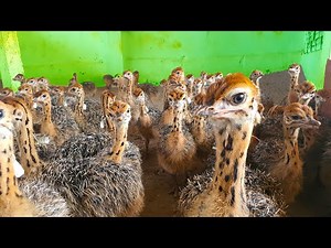 Make 5000 $ /month raise Ostrich On Poultry Farm