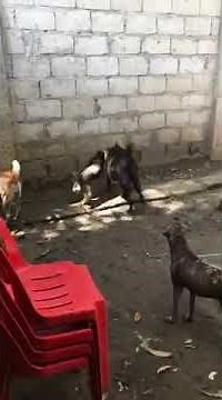 newstreetdogs brawl because of female [mating season get male dogs to a fight}