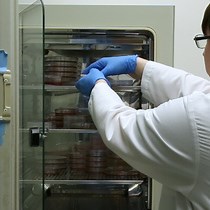 Video: Isolation of Salivary Epithelial Cells from Human Salivary Glands for In Vitro Growth as Salispheres or Monolayers