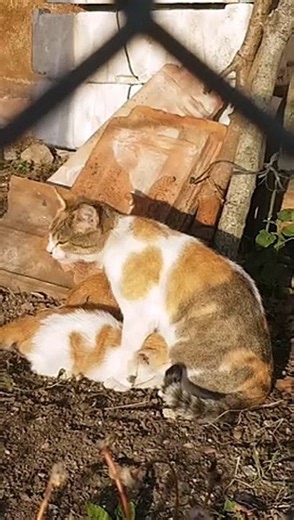 Collection of cat videos and cat sounds