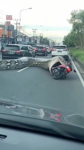 When a giant python tries to swallow a motorcycle on the street. #fbreels #fblifestyle #viralvideoシ #snake #fyp #AI #usa #digitalcreator #Olympics #yuleball | Aprizal