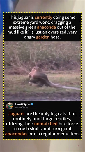 Jaguar Drags a Giant Anaconda Like a Garden Hose! 🐆🐍#JaguarVsAnaconda #NatureIsMetal #BigCatStrength