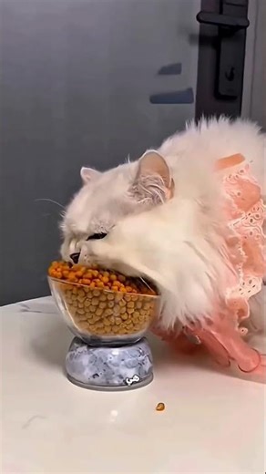 القطة دي بتاكل بلقم مرعبة! 😱🐱😂
