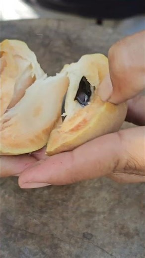 Sapodilla | sapodilla benefits