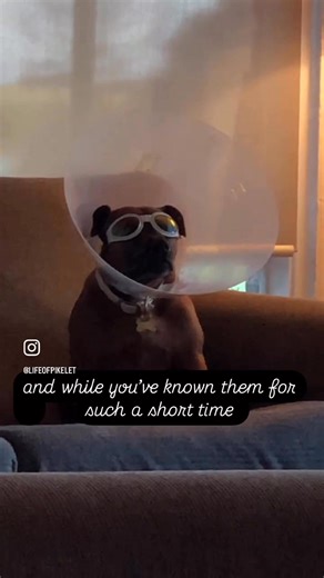 I am still in utter denial 💔#Pikelet | Life of Pikelet