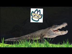 ALLIGATOR SONG | Animal Songs | Educational Music Video