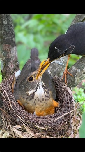A loving black-breasted thrush! #BirdFamily