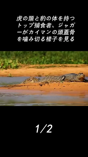 ジャガーの魅力と狩りの技術