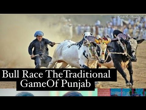 Bull Race:Traditional Game of Punjab | Pakistan #bullrace #villagelife # #trending #viral#punjabi