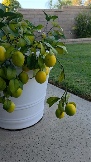 Our little dwarf lemon tree has been very active. #everydayisagift | Jon O'Sullivan
