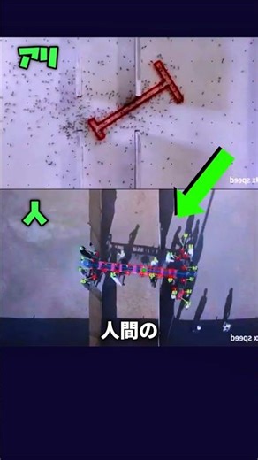 Humans vs. Ants: Which is smarter?