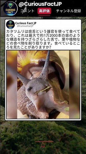 カタツムリの食べ方、想像と全然違った