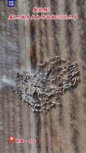 CCTV中文 on Instagram: "【#即看 看1隻牧羊犬如何放牧2000隻羊】近日，新疆和田地區墨玉縣阿克薩拉依鄉依希塔其村，一隻名叫“刀子”的牧羊犬成了當地“明星”——它不僅承擔著守護羊群的職責，更與主人的兩千多隻羊結下了深厚情誼。 清晨，“刀子”熟練引領龐大的羊群有序走向草場；放牧時，它主動巡視外圍、防範潛在威脅，若有羊隻離隊走散，便迅速上前將其趕回隊伍；日落時分，它又耐心收攏羊群、仔細清點數目，確保無一掉隊，不僅牧羊本領高超，責任心更是十足。"