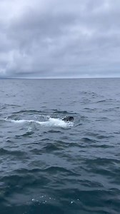 5.3K views · 337 reactions | An unforgettable moment from the Monterey Bay!  Revel in these gentle giants on a whale watching adventure out at sea. Plan your trip today: https://www.seemonterey.com/things-to-do/animals-and-wildlife/whale-watching/ Chris' Fishing and Whale Watching Discovery Whale Watch Monterey Bay Whale Watch Princess Monterey Whale Watching Sanctuary Cruises Whale Watching Sea Goddess Whale Watching Video courtesy of @Erin.b.underwood on IG | See Monterey | Facebook