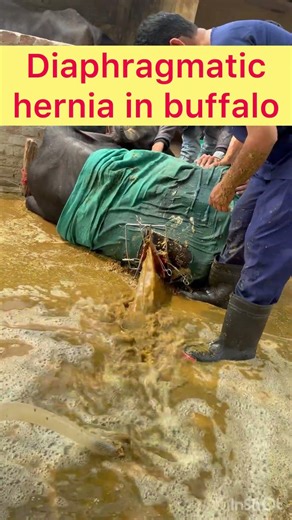 Rumenotomy l Diaphragmatic hernia l Dr Umar Khan