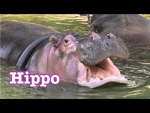 Hippos 🦛 will move to other zoo 🦛 Los Angeles Zoo