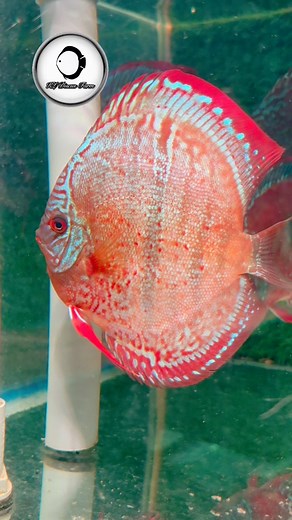 Heckel Cross KL DISCUS FARM #heckelcross #discusfish #WildCross #discus #aquarium #fish #discustank #aqua | Jackson Keong