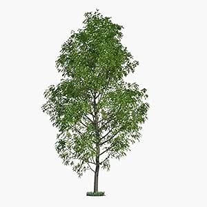 Amazon.com : 50 Hybrid Poplar Tree Cuttings - Fast Growing Trees - Grow 50 Cottonless Poplar Trees : Patio, Lawn & Garden