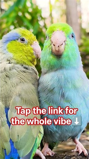 Parrotlets by a flowing stream in nature #pacificparrotlet #parrotlets #parrot