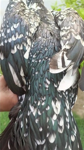 Spangled Asil (Chitta Java) – Stunning Mottled Color Pattern & Breed Showcase #shorts #aseelmurga