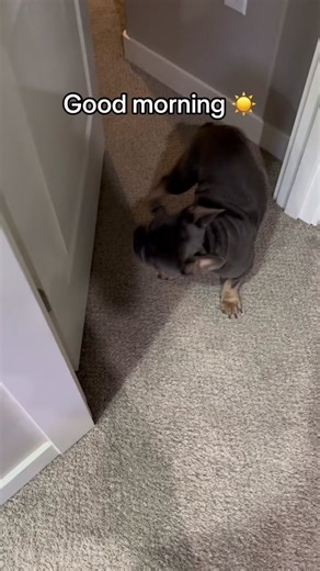 Happy Frenchie Morning Walk: Signs Your Frenchie is Excited